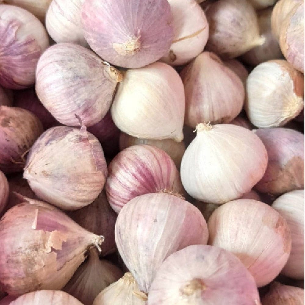 Oru Garlic / Oru Poondu  - Kodaikanal Single Clove Garlic Onezeros.in