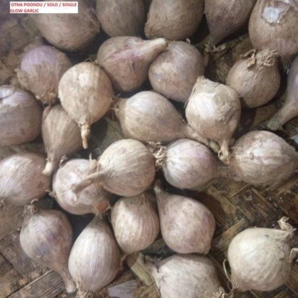 Oru Garlic / Oru Poondu  - Kodaikanal Single Clove Garlic Onezeros.in
